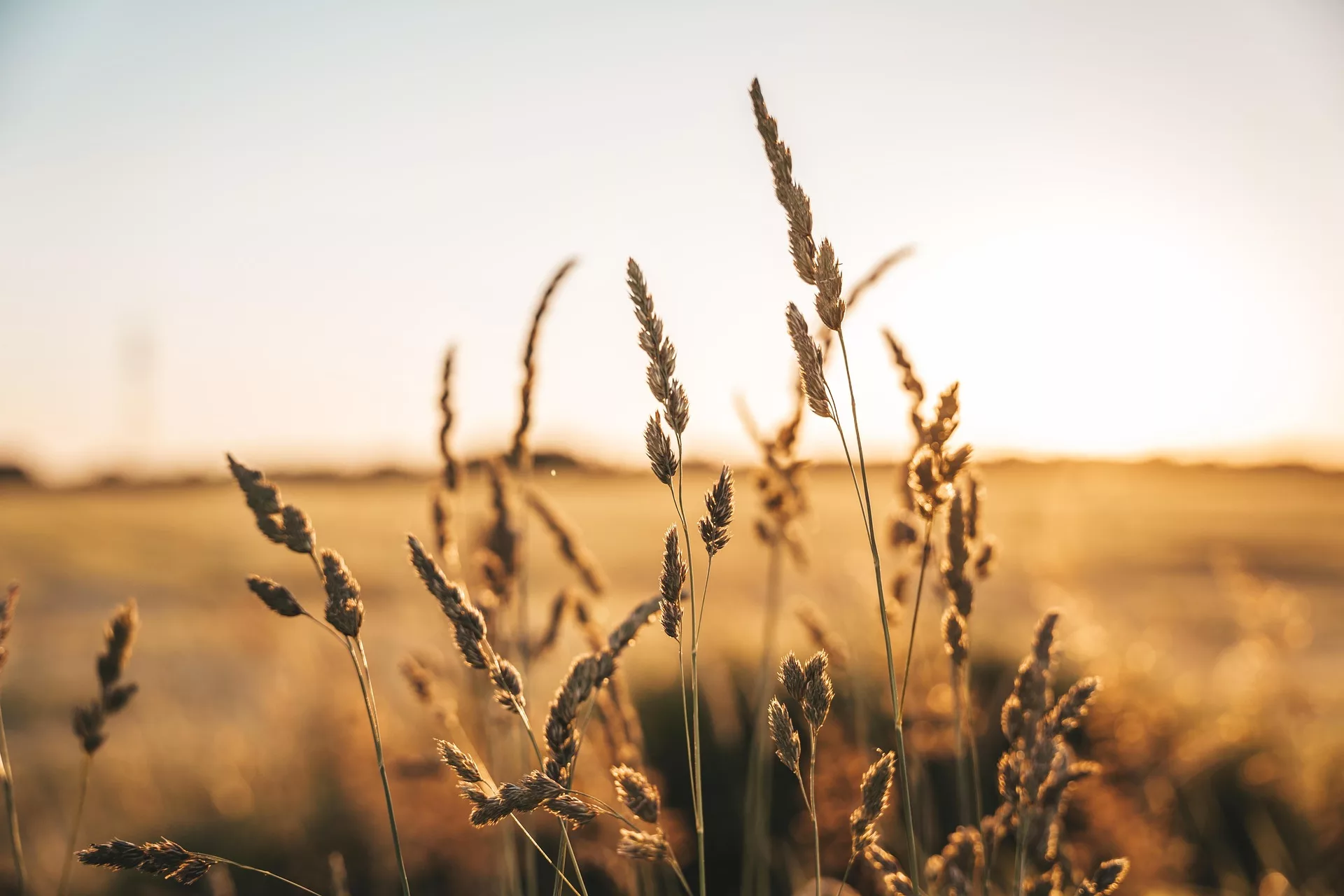 bluetenkuss-grain-7288138_1920